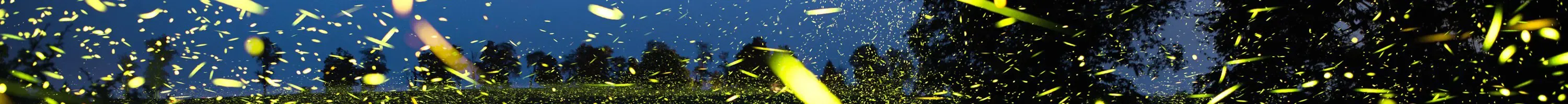 lifechord banner